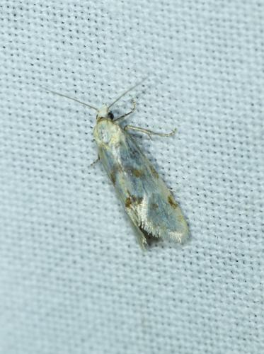 Réf. 257 422 : Aethes smeathmanniana